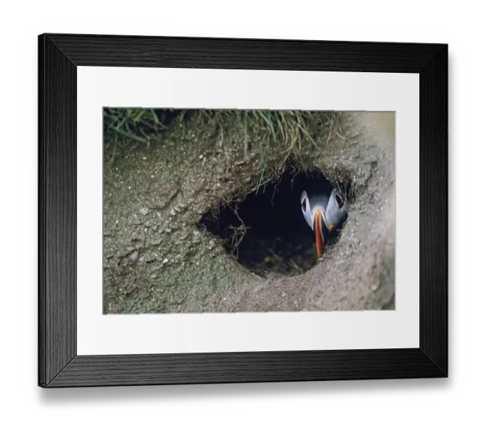 Framed Print : Puffin, Fratercula arctica, peering from nest burrow, Shetland, Scotland, June Framed Print : Puffin, Fratercula arctica, peering from nest burrow, Shetland, Scotland, June