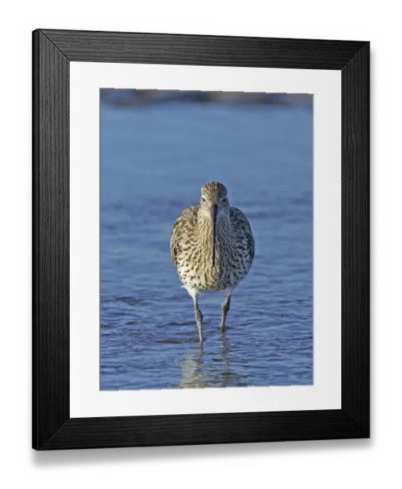Framed Print : Curlew, Numenius arquata, Lindisfarne, Northumberland, UK, autumn Framed Print : Curlew, Numenius arquata, Lindisfarne, Northumberland, UK, autumn