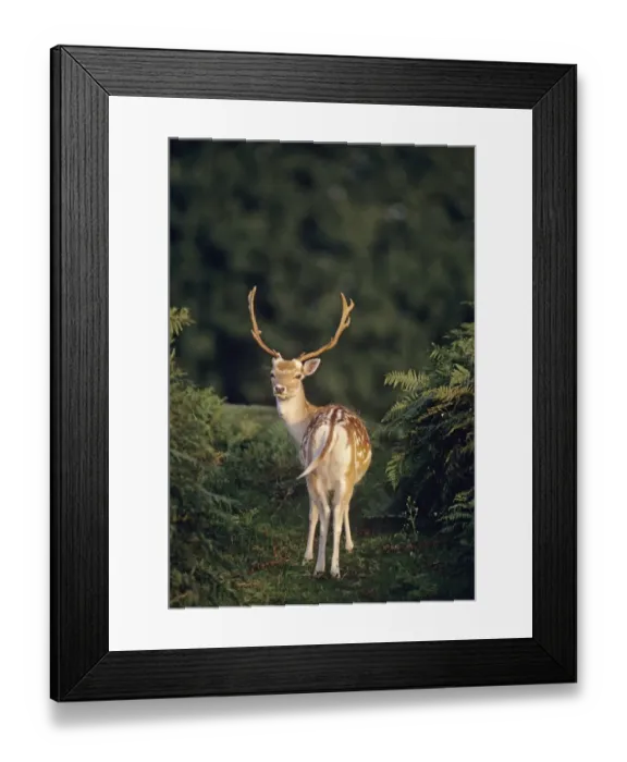 Framed Print : Fallow Deer, Cervus dama, UK autumn Framed Print : Fallow Deer, Cervus dama, UK autumn