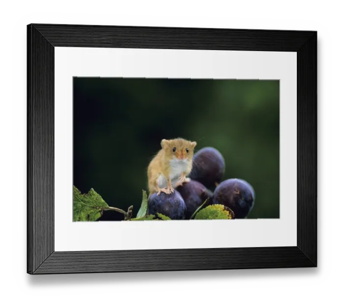 Framed Print : Harvest Mouse, Micromys minutus, on plums in autumn, UK Framed Print : Harvest Mouse, Micromys minutus, on plums in autumn, UK