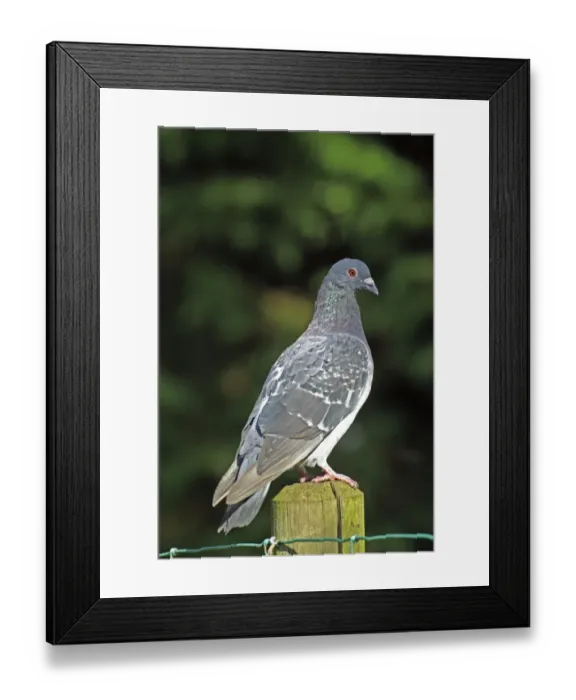 Framed Print : Feral Pigeon, UK Framed Print : Feral Pigeon, UK