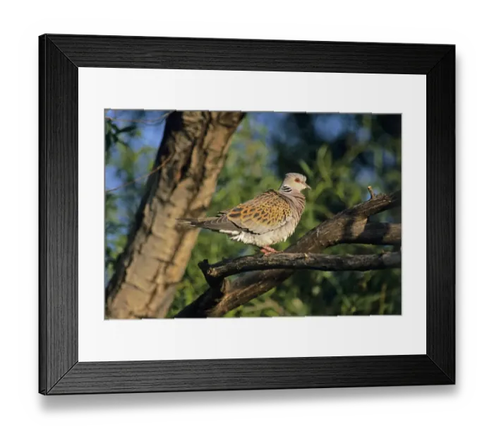 Framed Print : Turtle Dove Streptopelia turtur spring UK Framed Print : Turtle Dove Streptopelia turtur spring UK