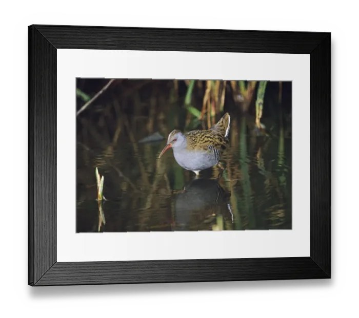 Framed Print : Water Rail Rallus aquaticus feeding Kent UK Framed Print : Water Rail Rallus aquaticus feeding Kent UK