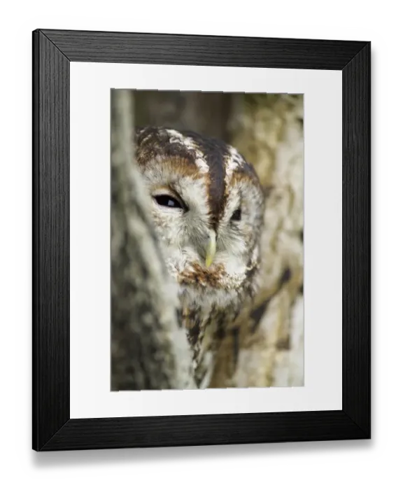 Framed Print : Tawny Owl Strix aluco UK