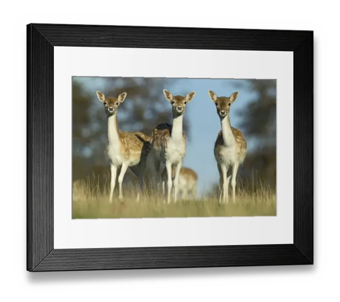 Framed Print : Fallow Deer Cervus dama does Kent UK Framed Print : Fallow Deer Cervus dama does Kent UK