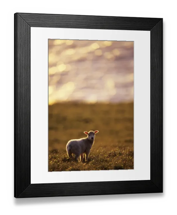 Framed Print : Lamb on coastal moorland Shetland Scotland June Framed Print : Lamb on coastal moorland Shetland Scotland June