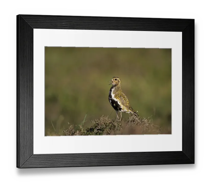 Framed Print : Golden Plover Pluvialus apricaria male on moorland Shetland June Framed Print : Golden Plover Pluvialus apricaria male on moorland Shetland June