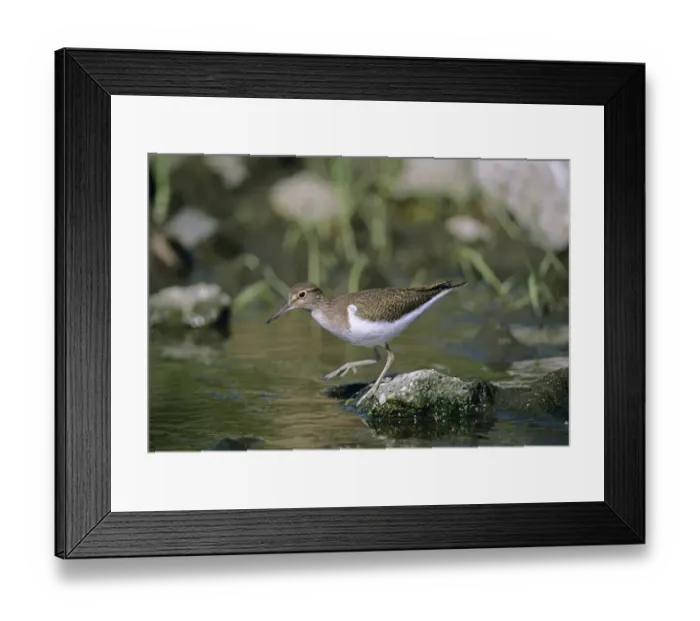 Framed Print : Common Sandpiper, Actitis hypoleucos, Yorkshire, UK, summer Framed Print : Common Sandpiper, Actitis hypoleucos, Yorkshire, UK, summer