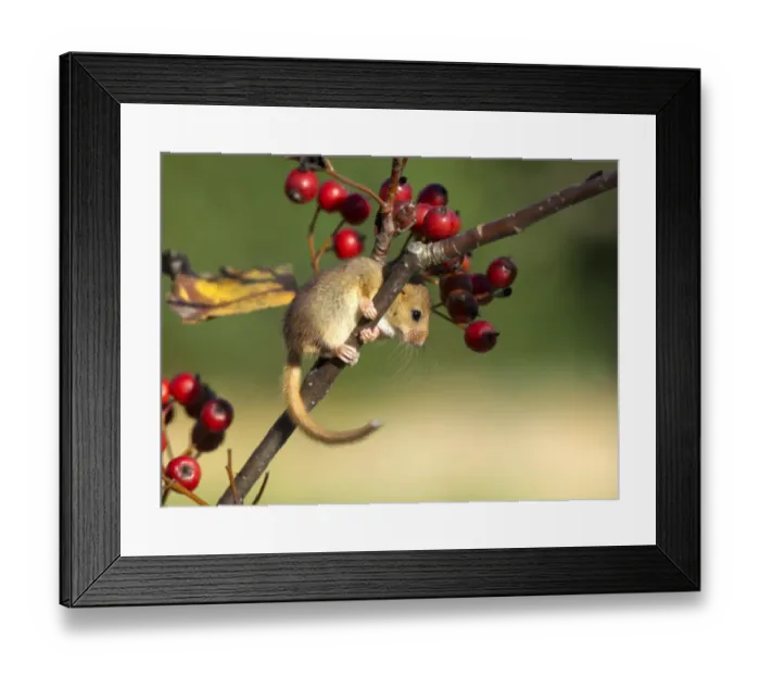 Framed Print : Hazel Dormouse on hawthorn in autumn UK Framed Print : Hazel Dormouse on hawthorn in autumn UK