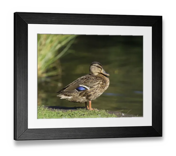 Framed Print : Mallard Anas platyrhynchos female autumn UK Framed Print : Mallard Anas platyrhynchos female autumn UK