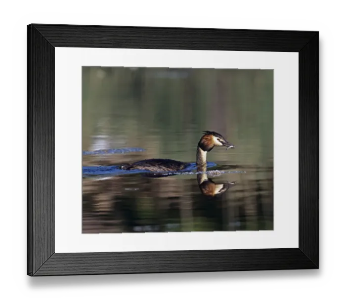Framed Print : Great Crested Grebe, Podiceps cristatus, with fish for young, Kent, spring Framed Print : Great Crested Grebe, Podiceps cristatus, with fish for young, Kent, spring