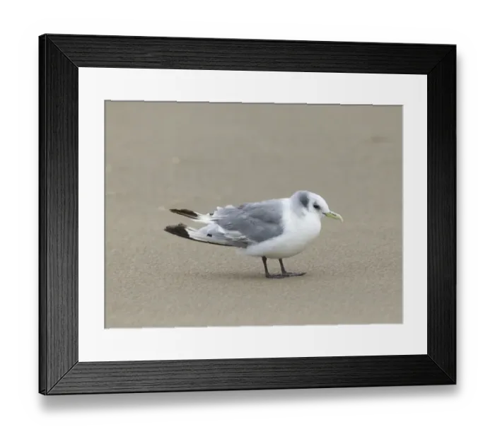 Framed Print : Kittiwake Risa tridactyla moulting adult in non-breeding plumage September Merseyside Framed Print : Kittiwake Risa tridactyla moulting adult in non-breeding plumage September Merseyside