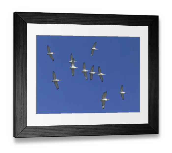 Framed Print : Dalmatian Pelicans Pelicanus crispus migrating Bulgaria