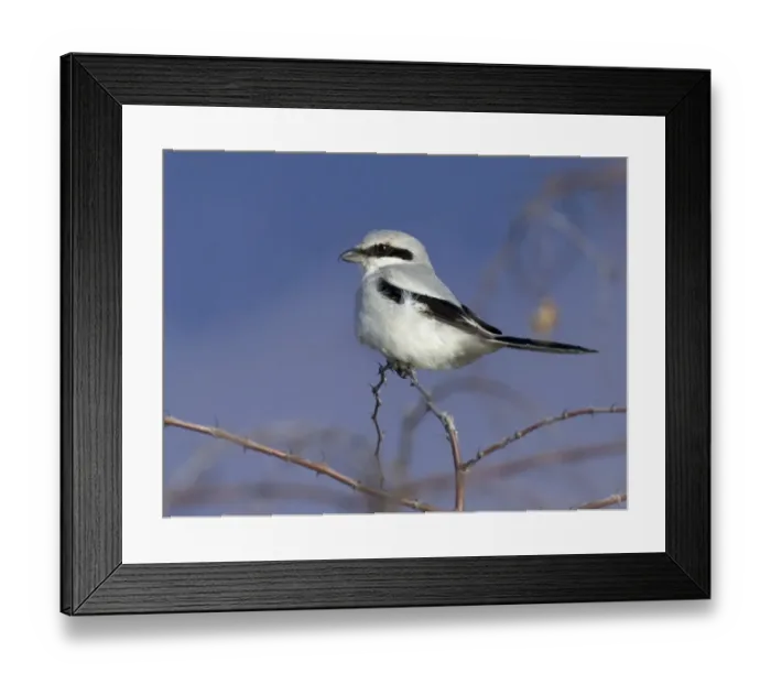 Framed Print : Great Grey Shrike Lanius excubitor winter Greece Framed Print : Great Grey Shrike Lanius excubitor winter Greece