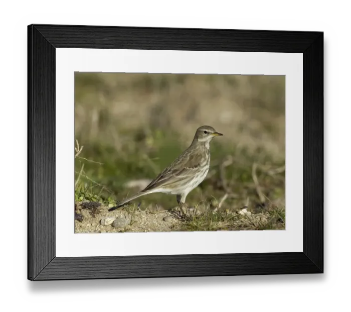 Framed Print : Water Pipit Anthus spinoletta Northerrn Greece January