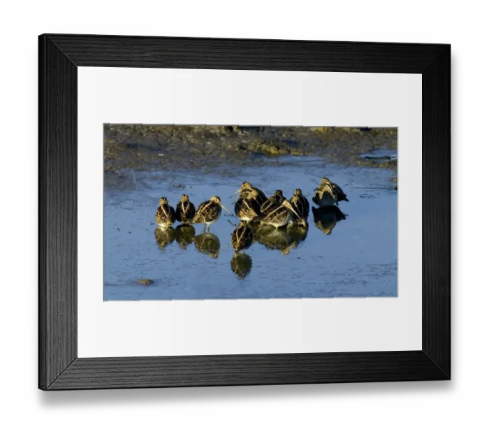 Framed Print : Common Snipe Gallinago gallinago roosting flock at daybreak on icy pool Kent UK winter Framed Print : Common Snipe Gallinago gallinago roosting flock at daybreak on icy pool Kent UK winter