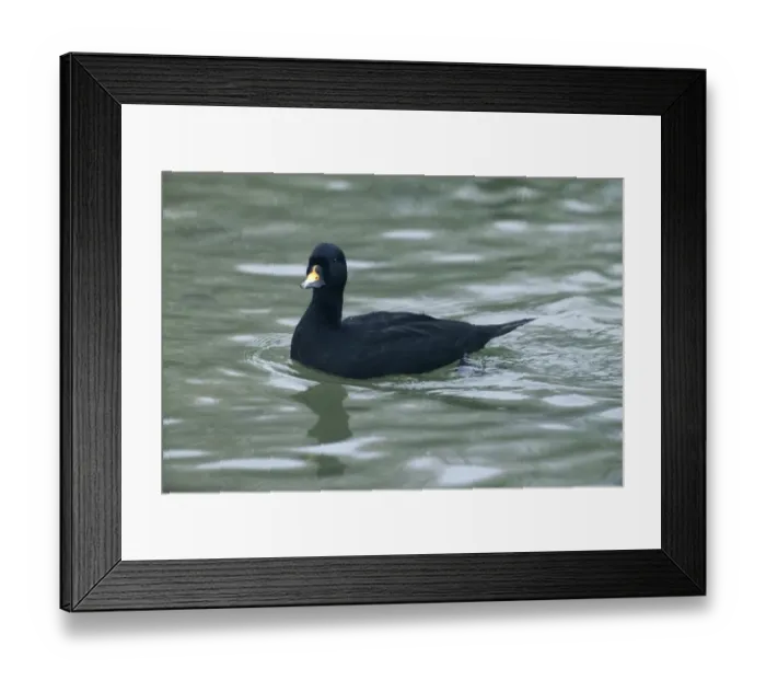 Framed Print : Common Scoter Melanitta nigra male Sussex winter Framed Print : Common Scoter Melanitta nigra male Sussex winter