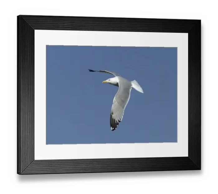 Framed Print : Yellow-legged Gull Larus cachinnans (michahellis), Lake Kerkini Greece winter Framed Print : Yellow-legged Gull Larus cachinnans (michahellis), Lake Kerkini Greece winter