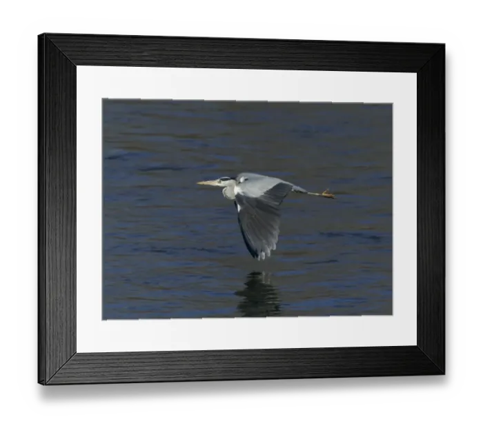 Framed Print : Grey Heron Ardea cinerea Kent UK January Framed Print : Grey Heron Ardea cinerea Kent UK January