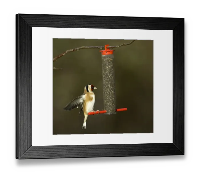 Framed Print : Goldfinch Carduelis carduelis on niger seed feeder Kent winter