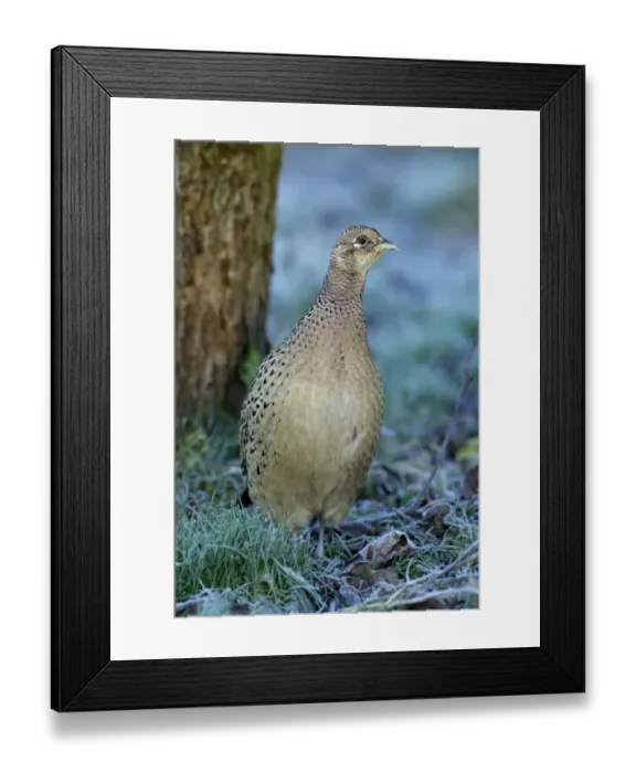 Framed Print : Pheasant Phasianus colchicus female on frosty morning Kent winter Framed Print : Pheasant Phasianus colchicus female on frosty morning Kent winter