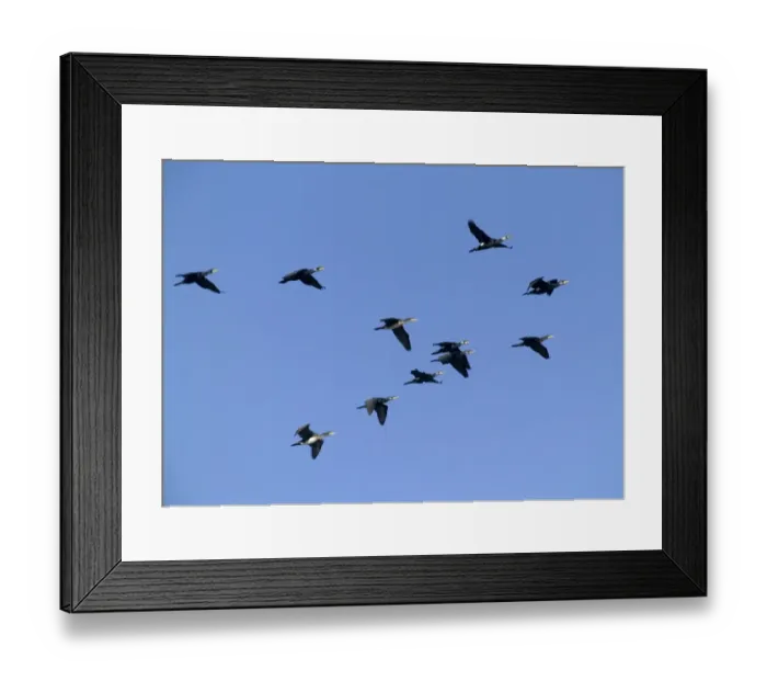 Framed Print : Cormorants on inland reservoir Phalacrocorax carbo Kent UK winter Framed Print : Cormorants on inland reservoir Phalacrocorax carbo Kent UK winter