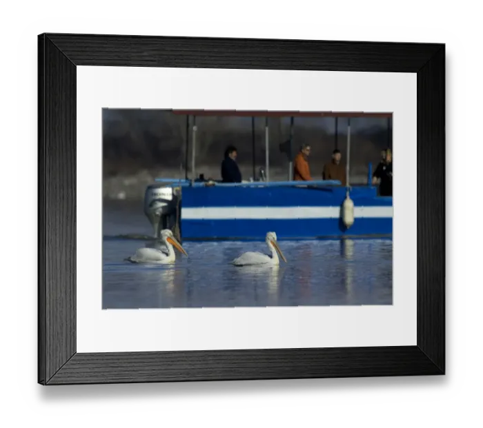 Framed Print : Dalmatian Pelican, Pelicanus crispus and tourists on bird watching tour Lake Kerkini Framed Print : Dalmatian Pelican, Pelicanus crispus and tourists on bird watching tour Lake Kerkini