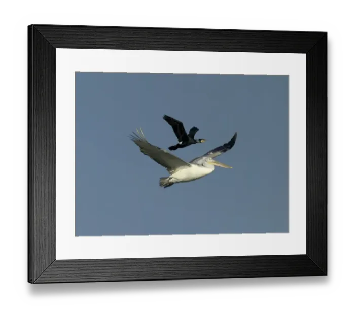 Framed Print : White Pelican, Pelecanus onocrotalus immature with Cormorant using the pelican to Framed Print : White Pelican, Pelecanus onocrotalus immature with Cormorant using the pelican to