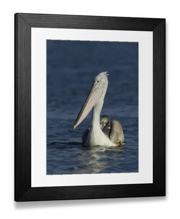 Framed Print : Dalmatian Pelican Pelicanus crispus immature fishing Lake Kerkini Greece January