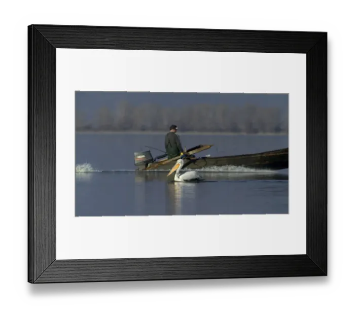 Framed Print : Dalmatian Pelican Pelicanus crispus adult and fishermen Lake Kerkini Greece January Framed Print : Dalmatian Pelican Pelicanus crispus adult and fishermen Lake Kerkini Greece January