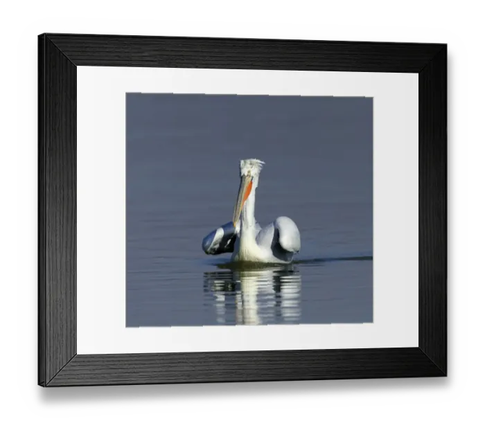 Framed Print : Dalmatian Pelican Pelicanus crispus adult Lake Kerkini Greece January