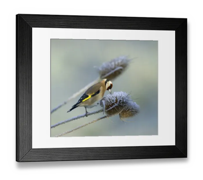Framed Print : Goldfinch Carduelis carduelis on teasel on a frosty winters morning Kent UK