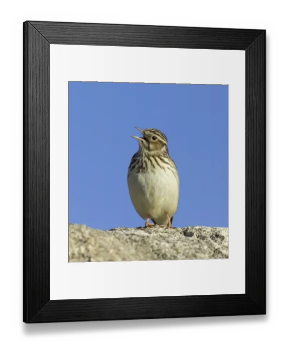 Framed Print : Wood Lark in song early spring UK Framed Print : Wood Lark in song early spring UK