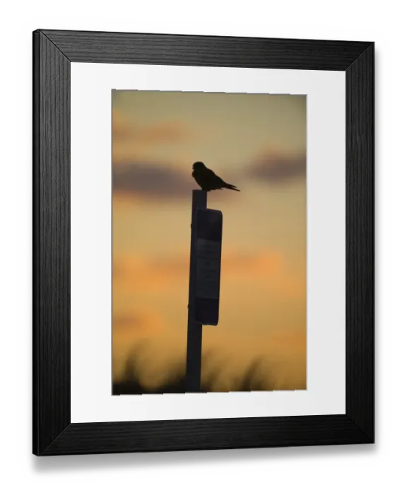 Framed Print : Kestrel Falco tunnunculus female Northumberland Framed Print : Kestrel Falco tunnunculus female Northumberland