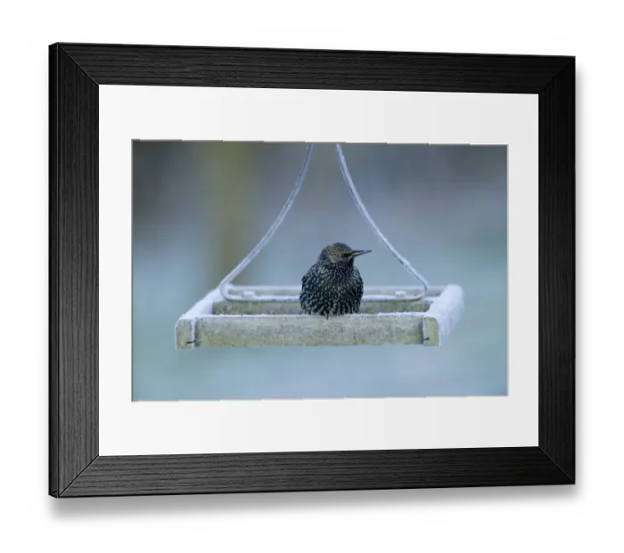 Framed Print : Starling Sturnus vulgaris on bird table on frosty morning Kent UK winter Framed Print : Starling Sturnus vulgaris on bird table on frosty morning Kent UK winter