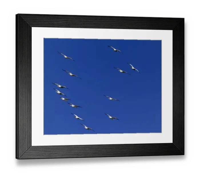 Framed Print : Dalmatian Pelicans Pelicanus crispus migrating Bulgaria Framed Print : Dalmatian Pelicans Pelicanus crispus migrating Bulgaria