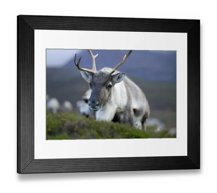 Framed Print : Reindeer Cairngorms National Park Scotland winter Framed Print : Reindeer Cairngorms National Park Scotland winter