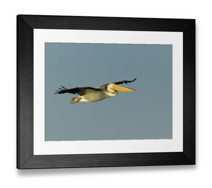 Framed Print : White Pelican Pelecanus onocrotalus immature Lake Kerkini Greece winter Framed Print : White Pelican Pelecanus onocrotalus immature Lake Kerkini Greece winter