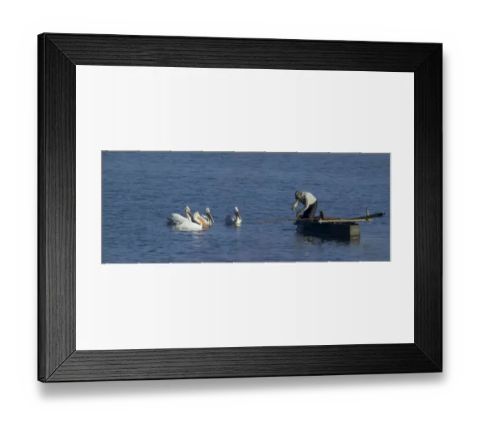 Framed Print : Dalmatian Pelicans Pelicanus crispus waiting for a hand out from fisherman Lake Kerkini Framed Print : Dalmatian Pelicans Pelicanus crispus waiting for a hand out from fisherman Lake Kerkini