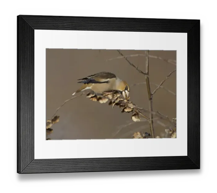 Framed Print : Hawfinch Coccothraustes coccothrautes winter UK Framed Print : Hawfinch Coccothraustes coccothrautes winter UK