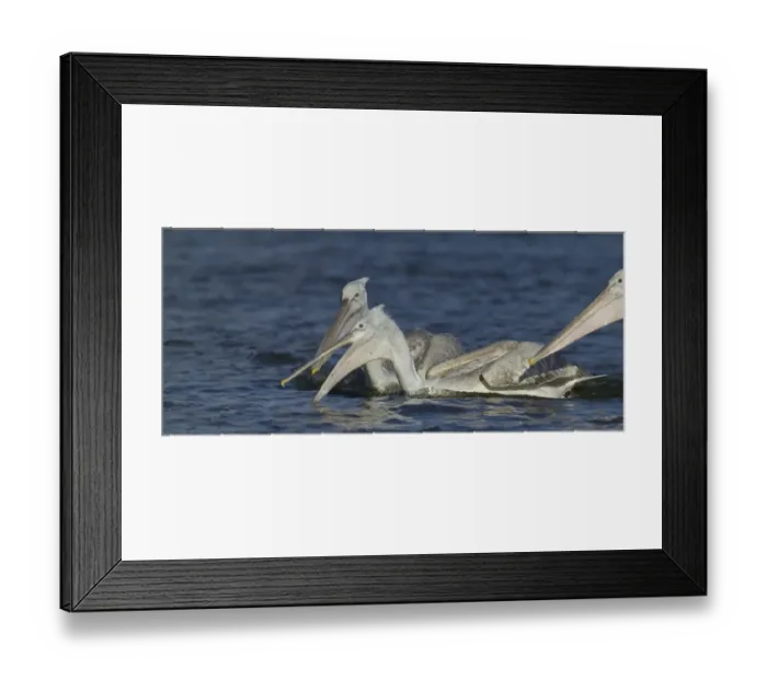Framed Print : Dalmatian Pelican Pelicanus crispus immatures fishing Lake Kerkini Greece January
