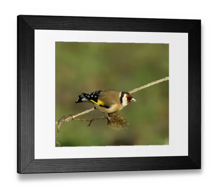 Framed Print : Goldfinch Carduelis carduelis on teazels Kent winter Framed Print : Goldfinch Carduelis carduelis on teazels Kent winter