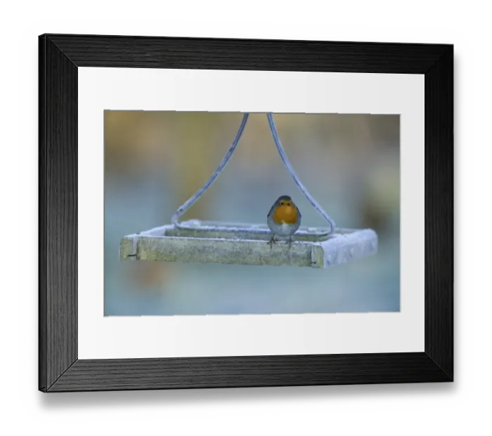 Framed Print : Robin Erithacus rubecula on bird table in garden in winter Kent UK Framed Print : Robin Erithacus rubecula on bird table in garden in winter Kent UK
