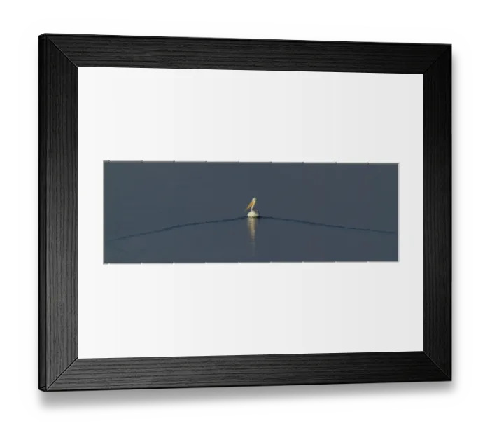 Framed Print : Dalmatian Pelican Pelicanus crispus adult Lake Kerkini Greece January