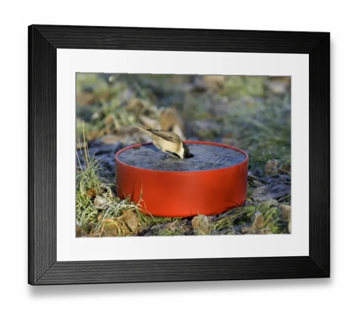 Framed Print : Marsh Tit drinking