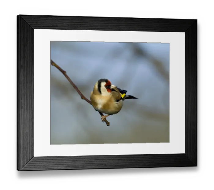 Framed Print : Goldfinch Carduelis carduelis Kent UK Framed Print : Goldfinch Carduelis carduelis Kent UK
