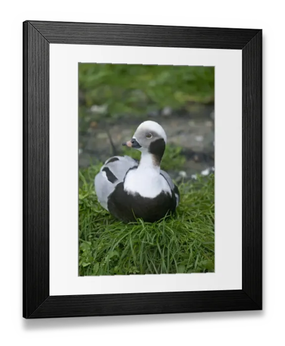 Framed Print : Long-tailed Duck Clangula hyemalis male winter Norway Framed Print : Long-tailed Duck Clangula hyemalis male winter Norway