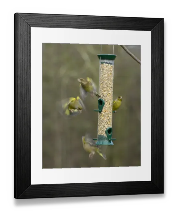 Framed Print : Greenfinches Carduelis chloris on garden feeder UK winter Framed Print : Greenfinches Carduelis chloris on garden feeder UK winter