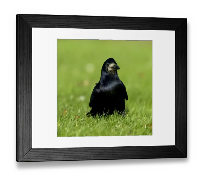 Framed Print : Rook feeding on farmland winter UK Framed Print : Rook feeding on farmland winter UK