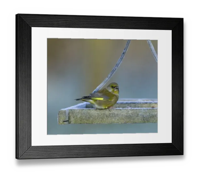 Framed Print : Greenfinch Carduelis chloris on bird table Kent UK Framed Print : Greenfinch Carduelis chloris on bird table Kent UK
